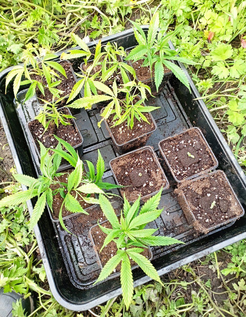 Clones