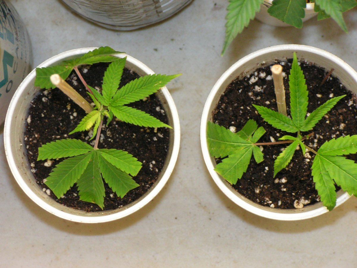 CLONES