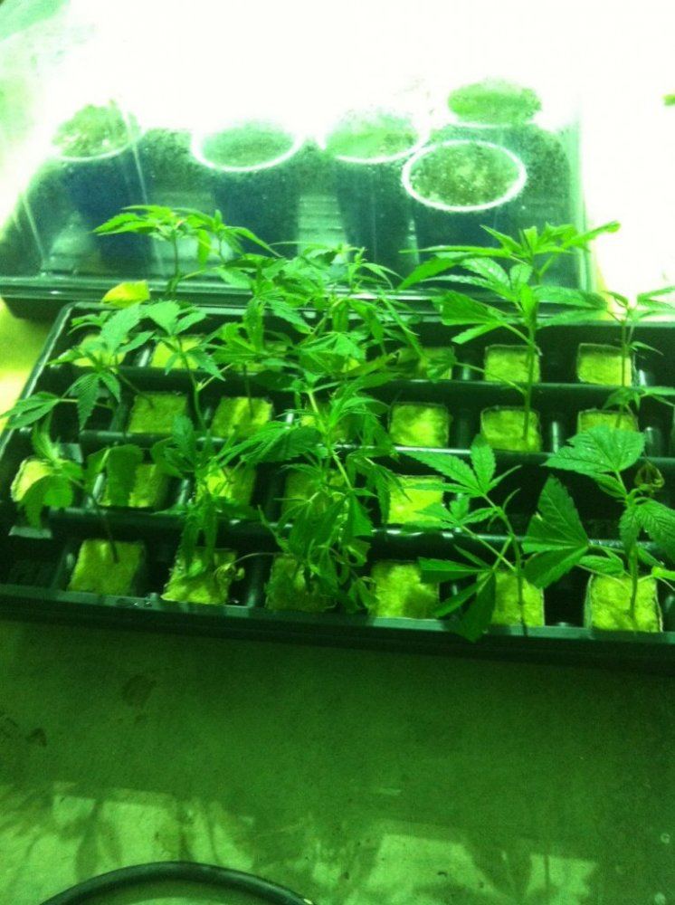 Clones