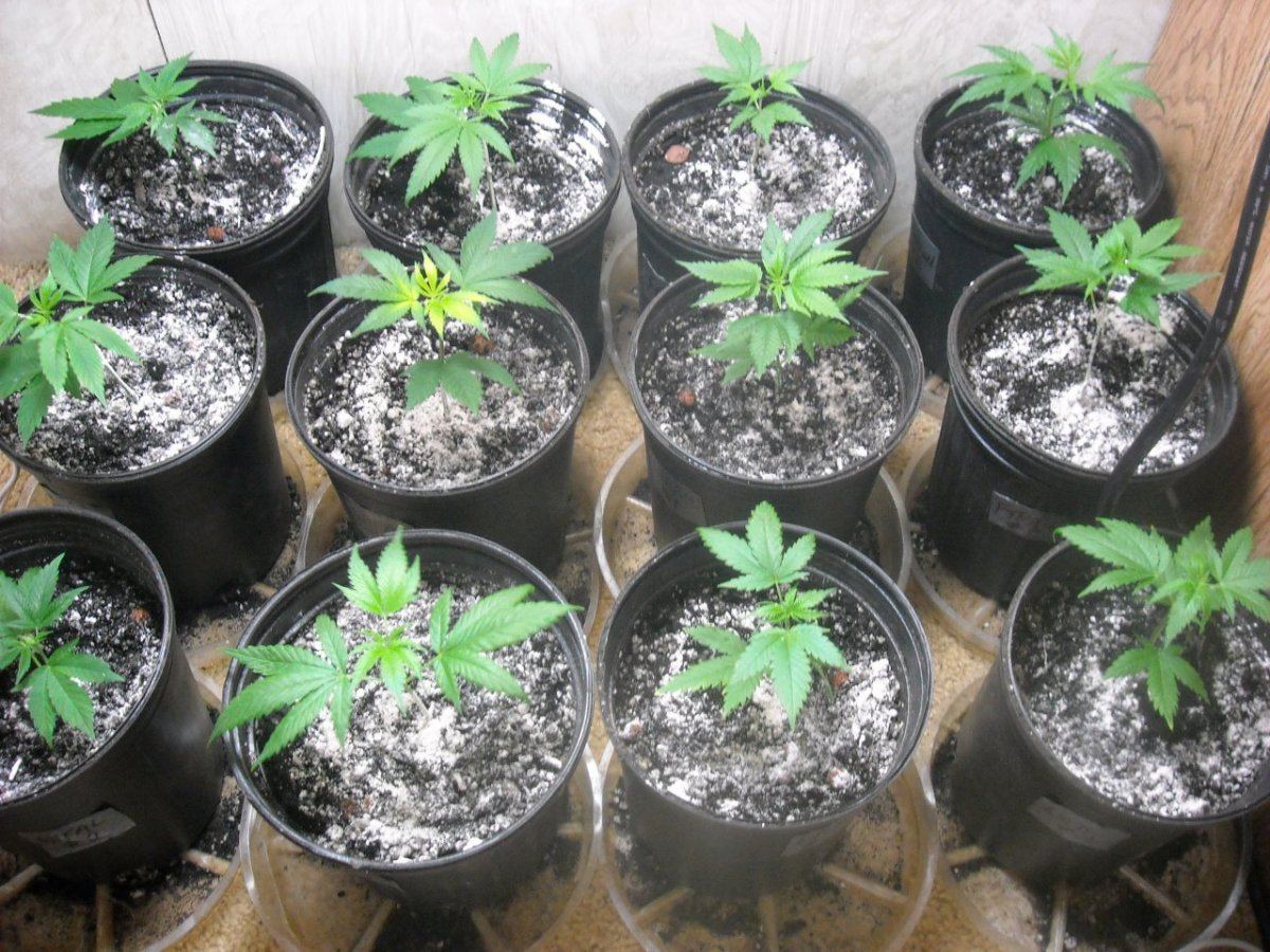 Clones