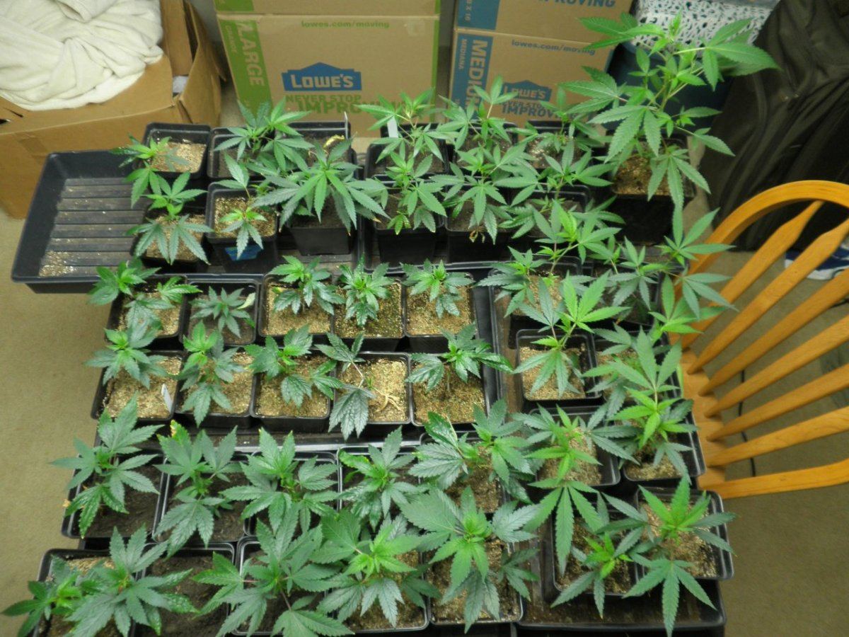 Clones