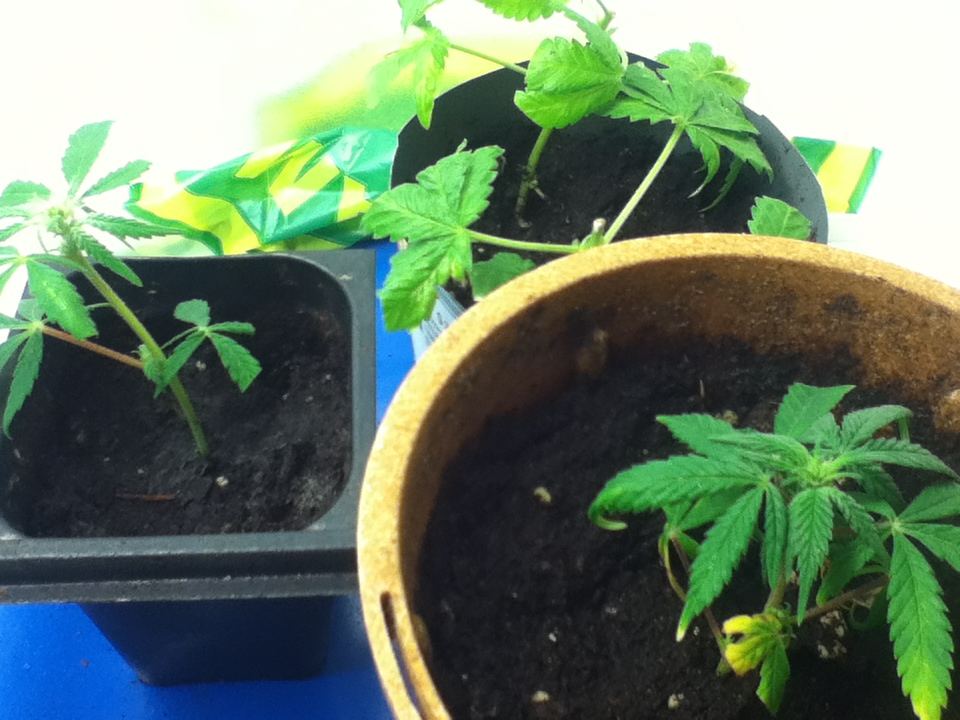Clones