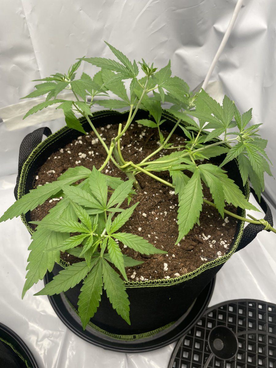 Clones  light stresspossibly deficiency 2