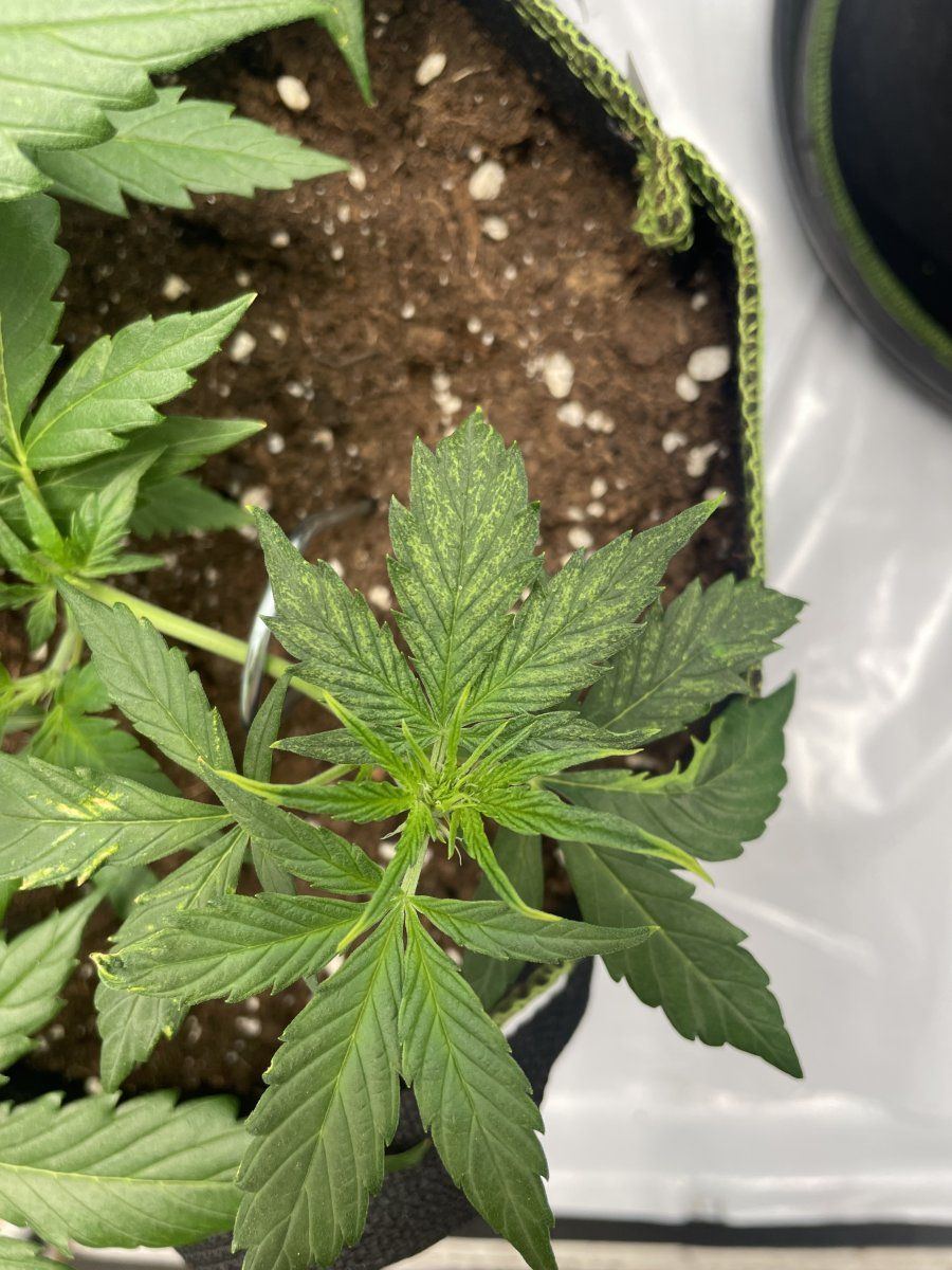 Clones  light stresspossibly deficiency 3