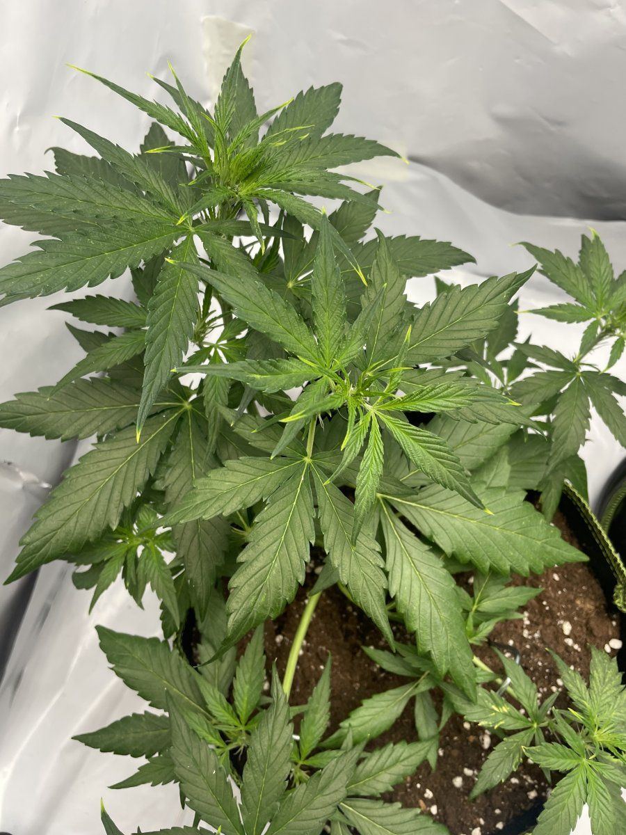 Clones  light stresspossibly deficiency 4