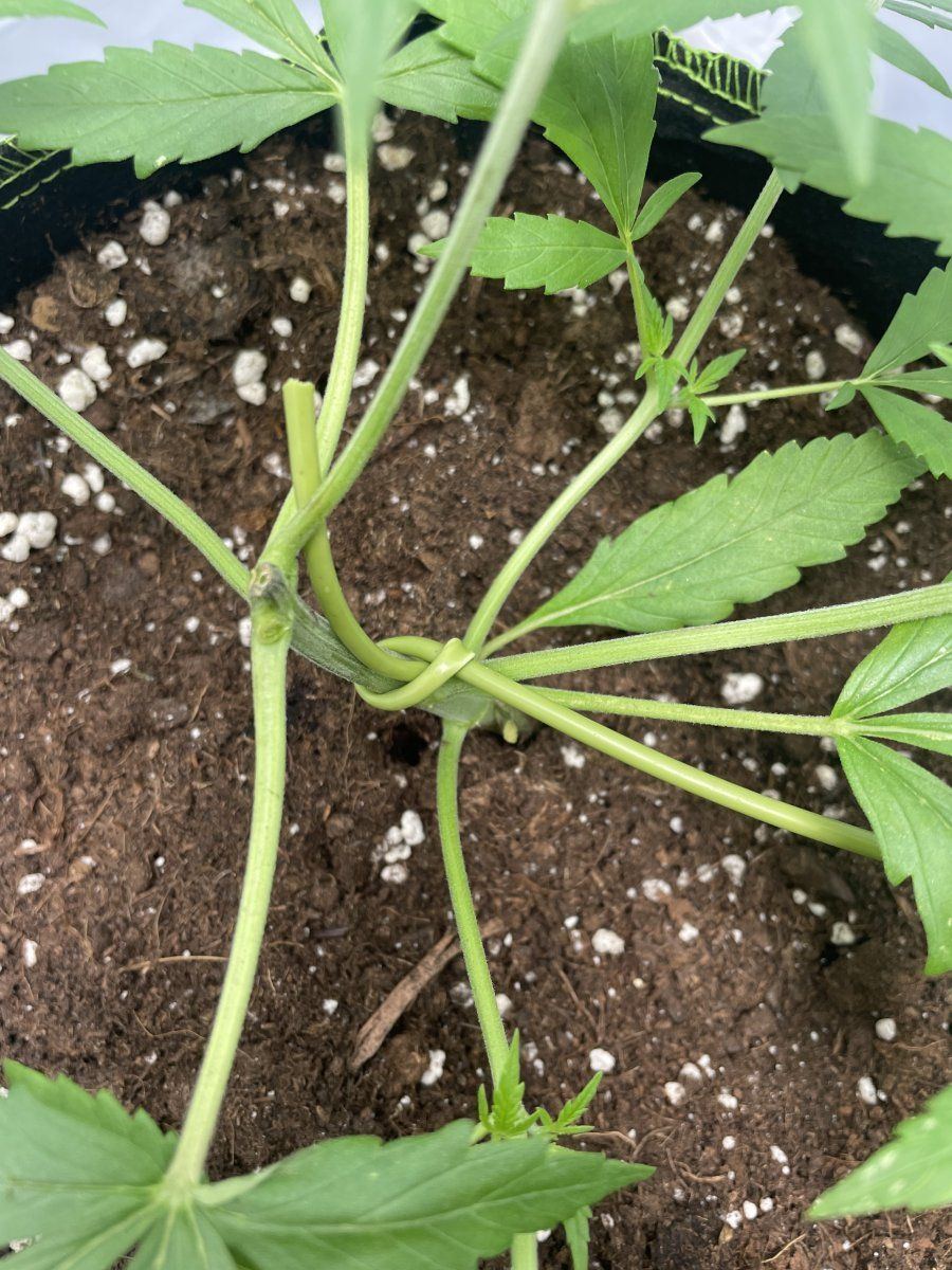 Clones  light stresspossibly deficiency