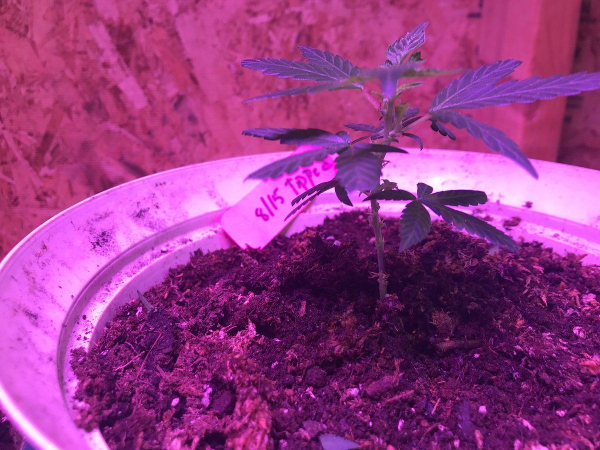 Clones monster cloning and nutrient questions 11