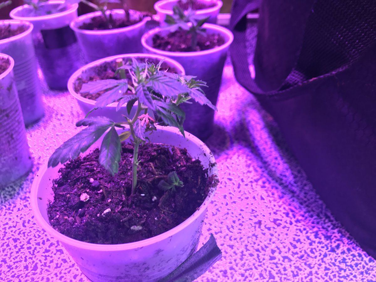 Clones monster cloning and nutrient questions 13
