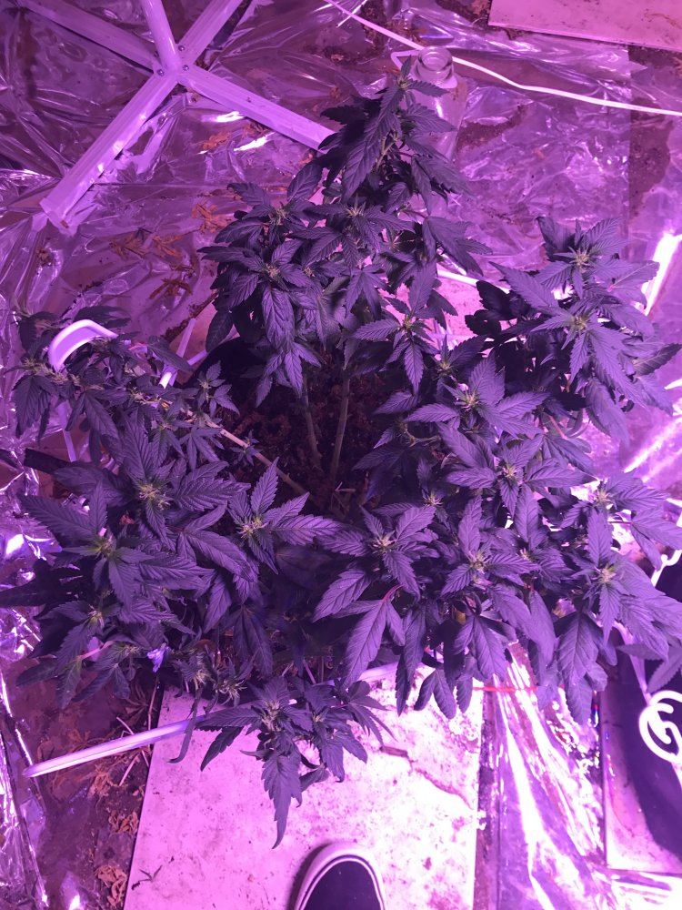 Clones monster cloning and nutrient questions 2