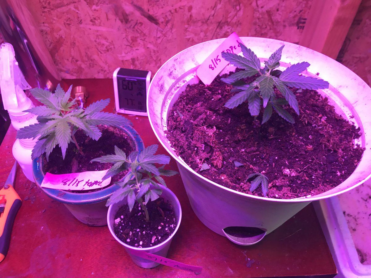 Clones monster cloning and nutrient questions 8