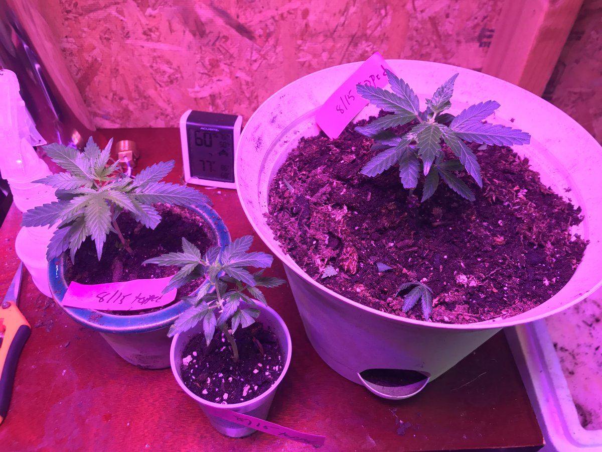 Clones monster cloning and nutrient questions 9