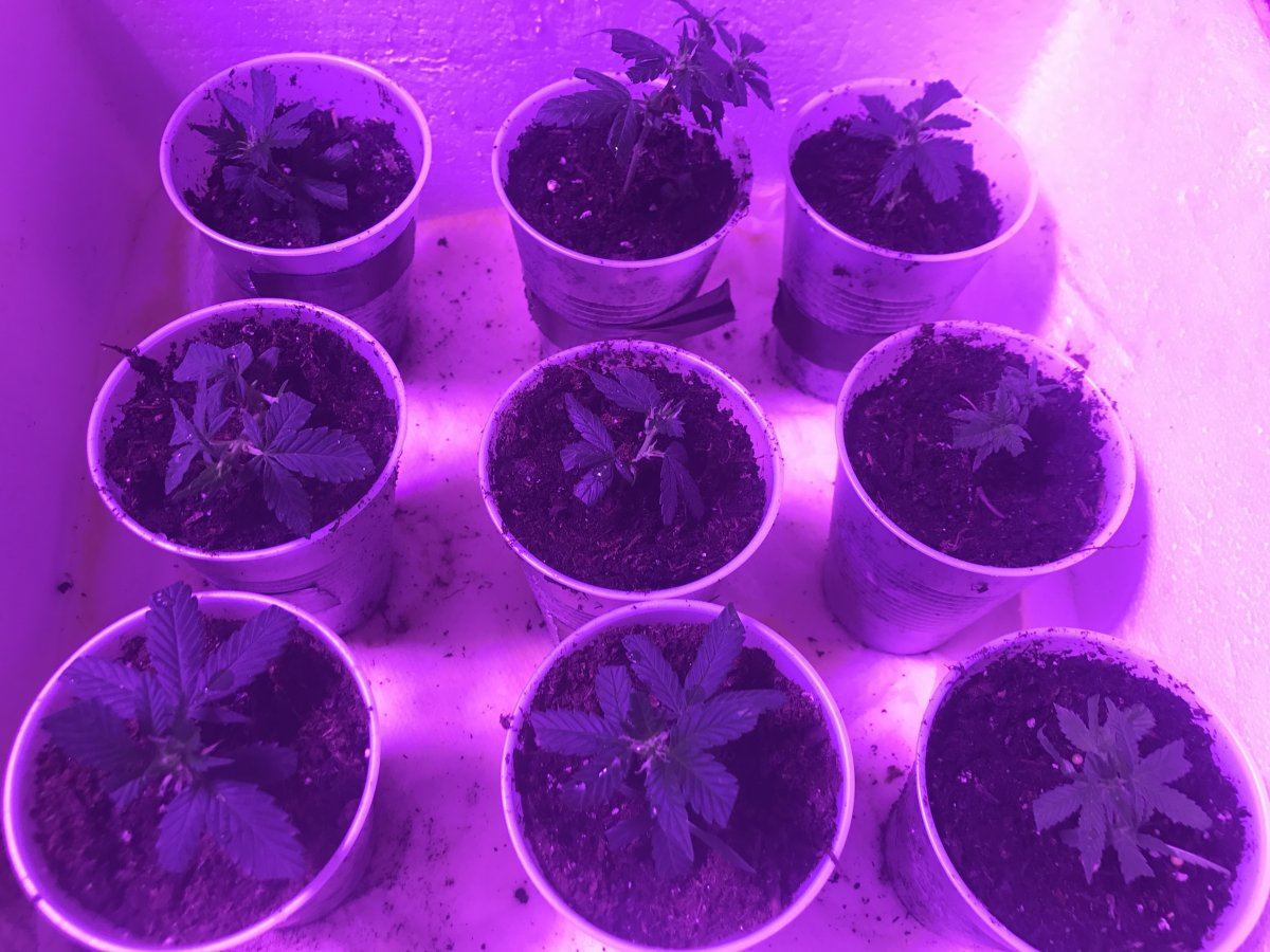Clones monster cloning and nutrient questions
