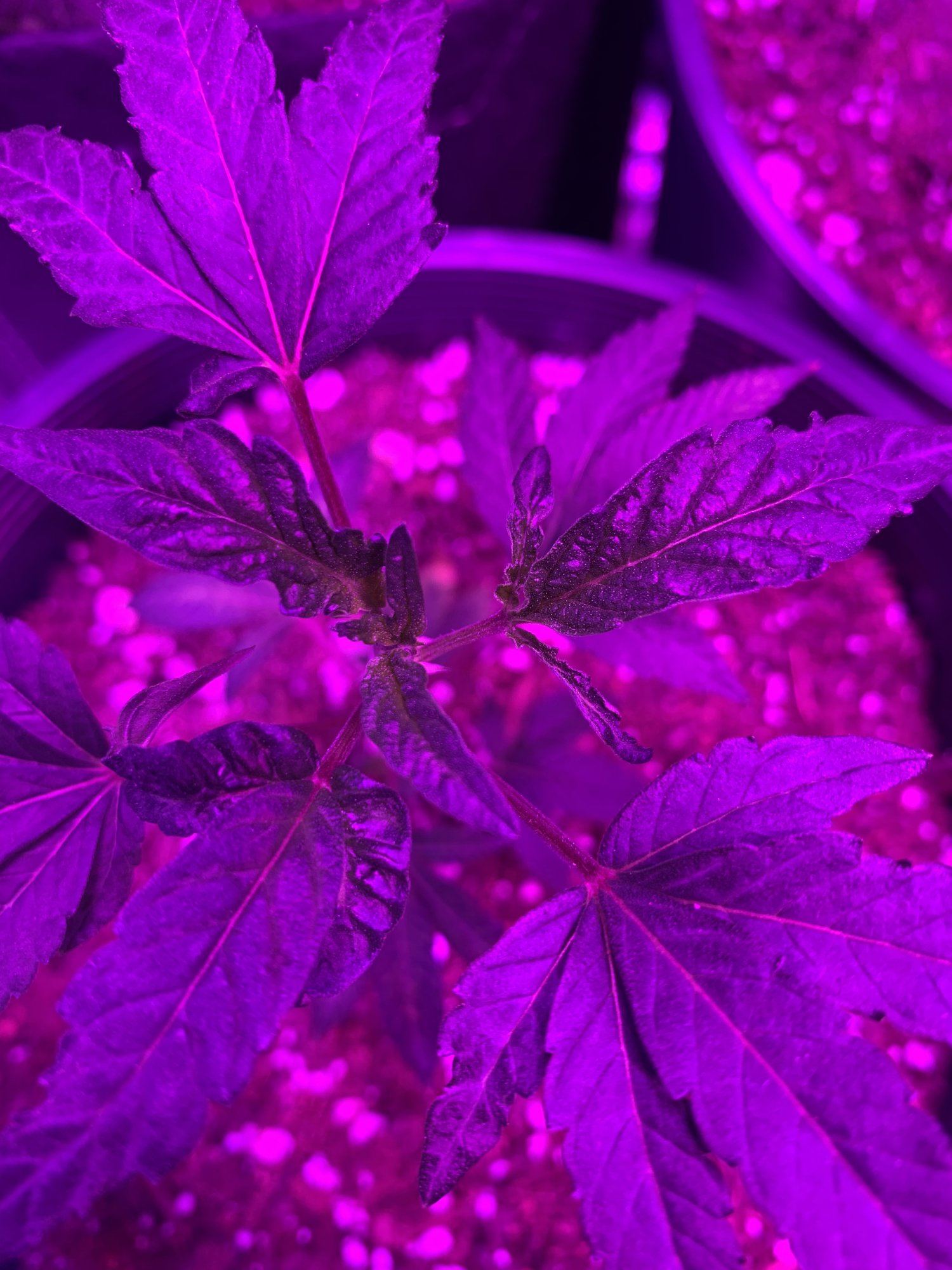 Clones new growth is twisted and very shiny