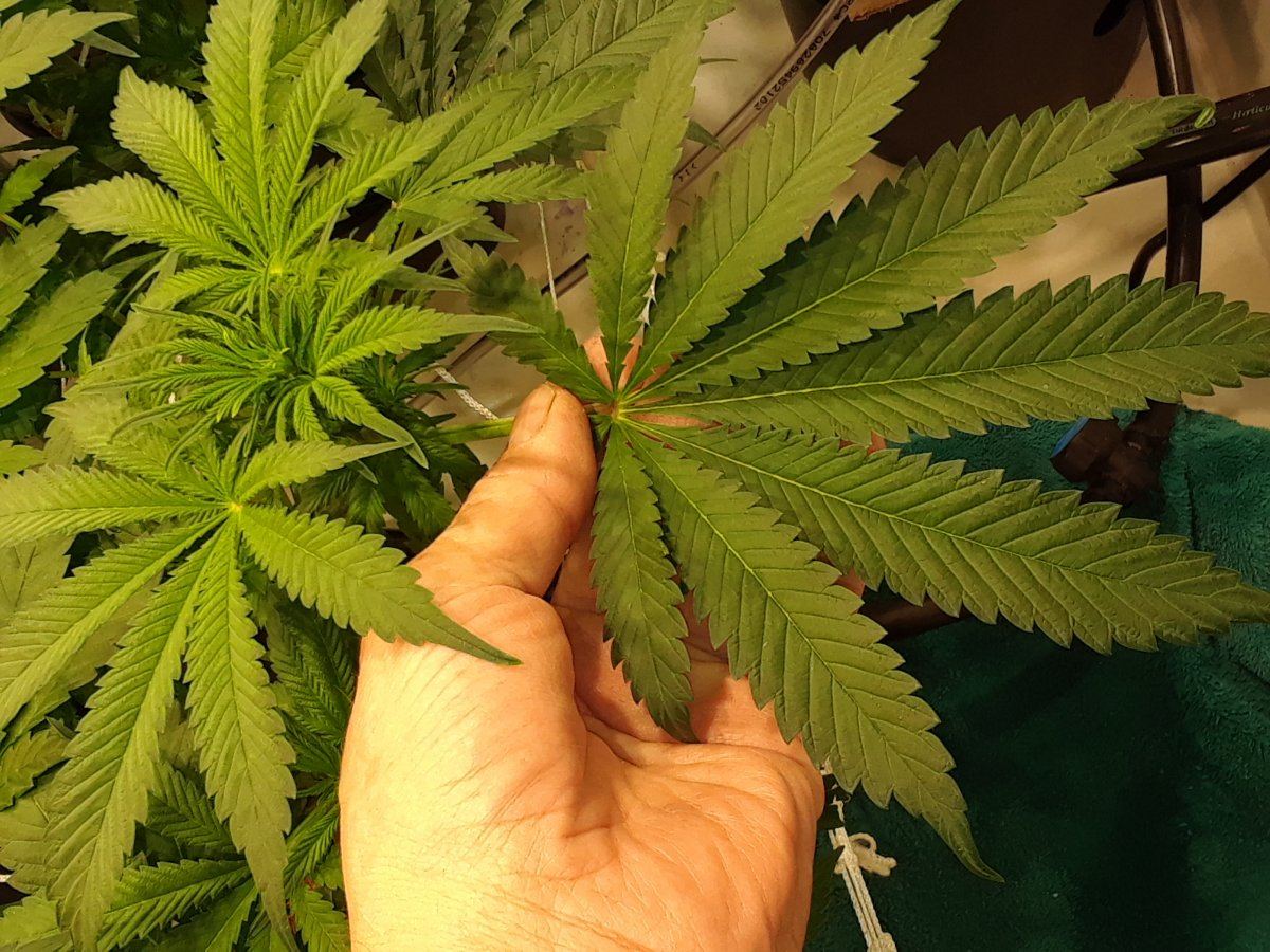 Clones not growing normal size leaves ideas 2