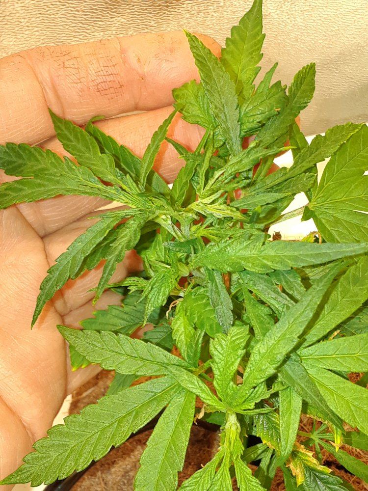 Clones not growing normal size leaves ideas 3