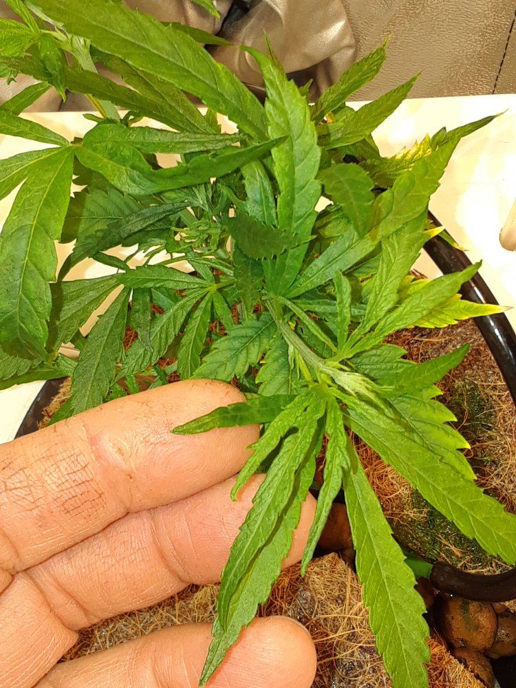 Clones not growing normal size leaves ideas
