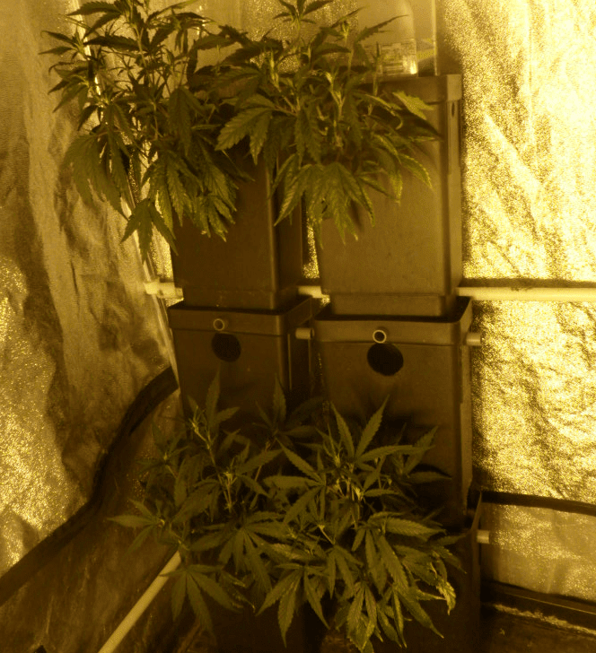 Clones