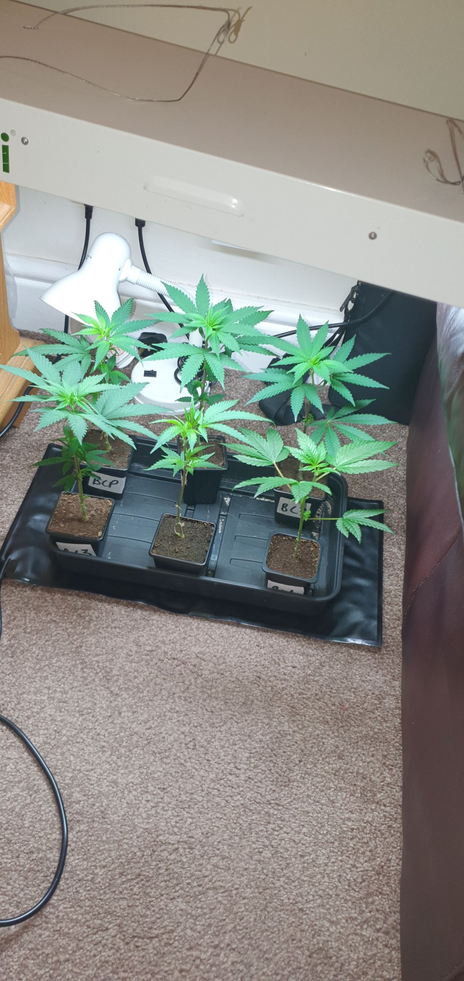 Clones repotted to bigger pot now drooping again