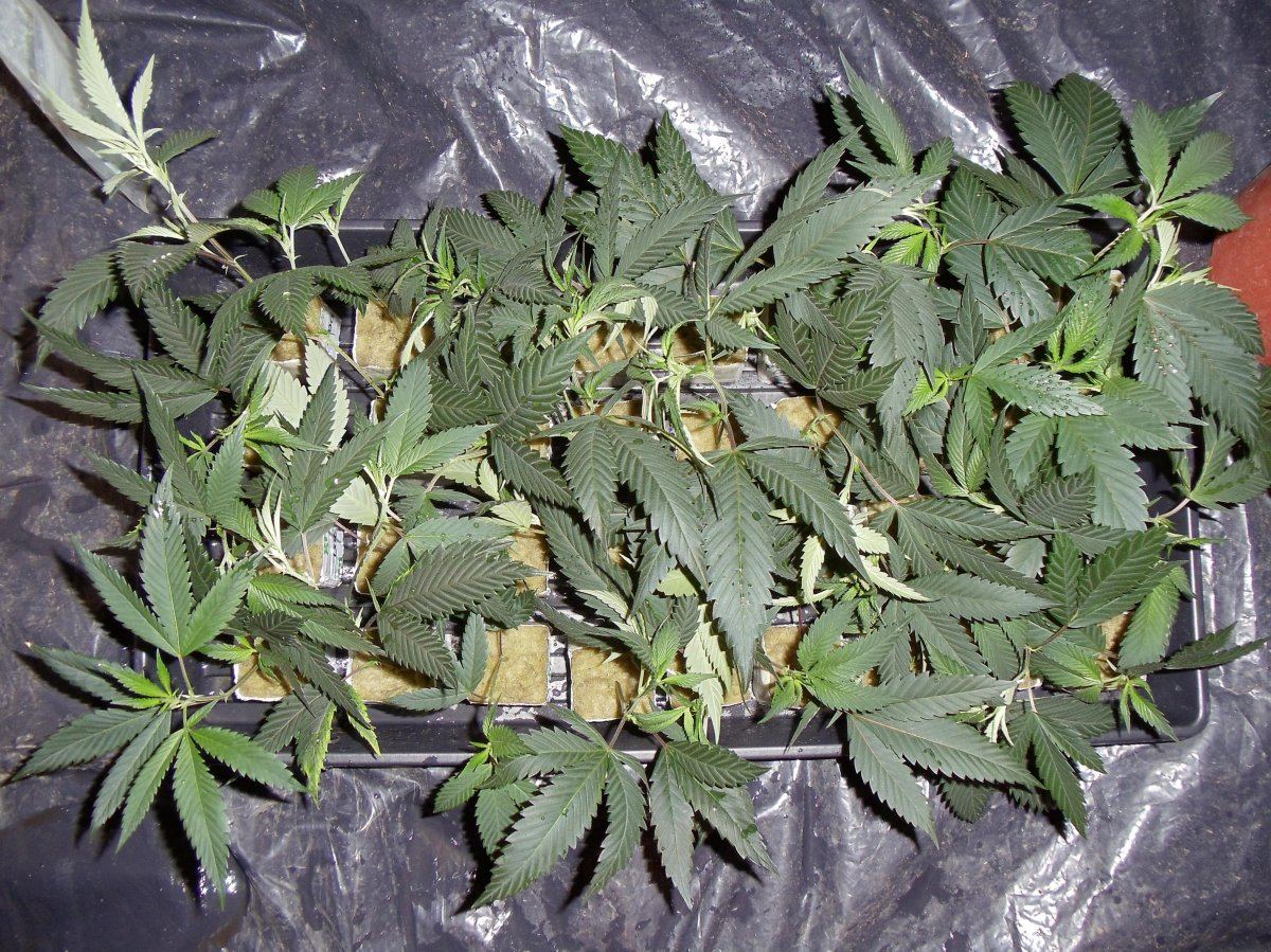 Clones tray 1