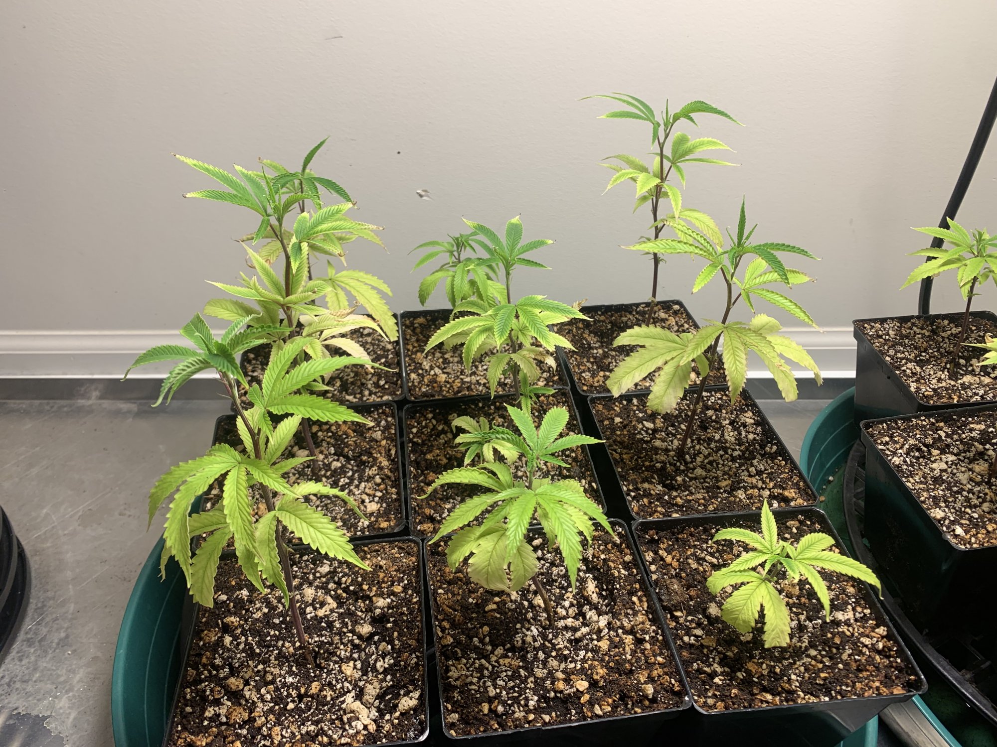 Clones with problems  can anyone help 2