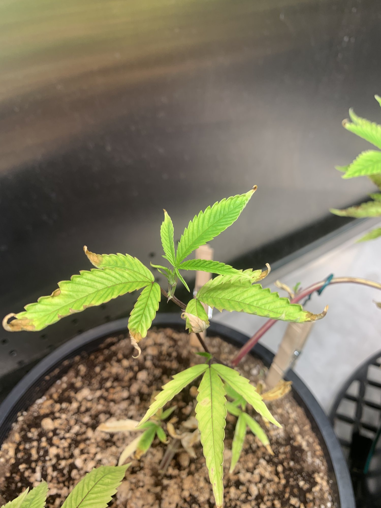 Clones with problems  can anyone help 4