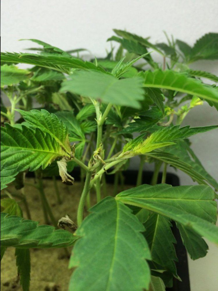 Clones yellowing tips grey and wilted