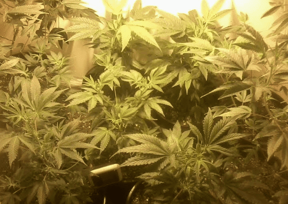 Clones1weekbloom81417