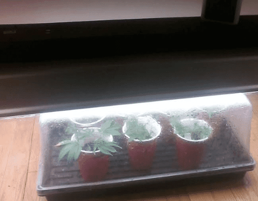 Clones81417