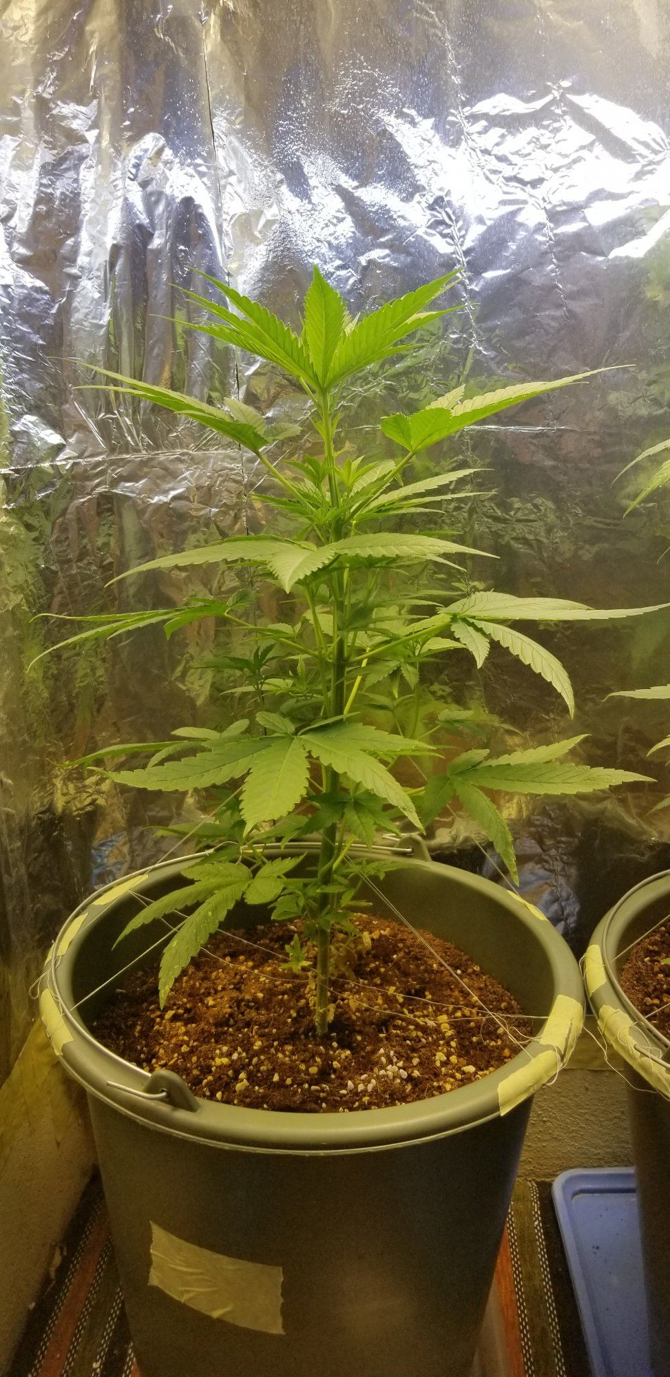 Cloning 1 month old plant
