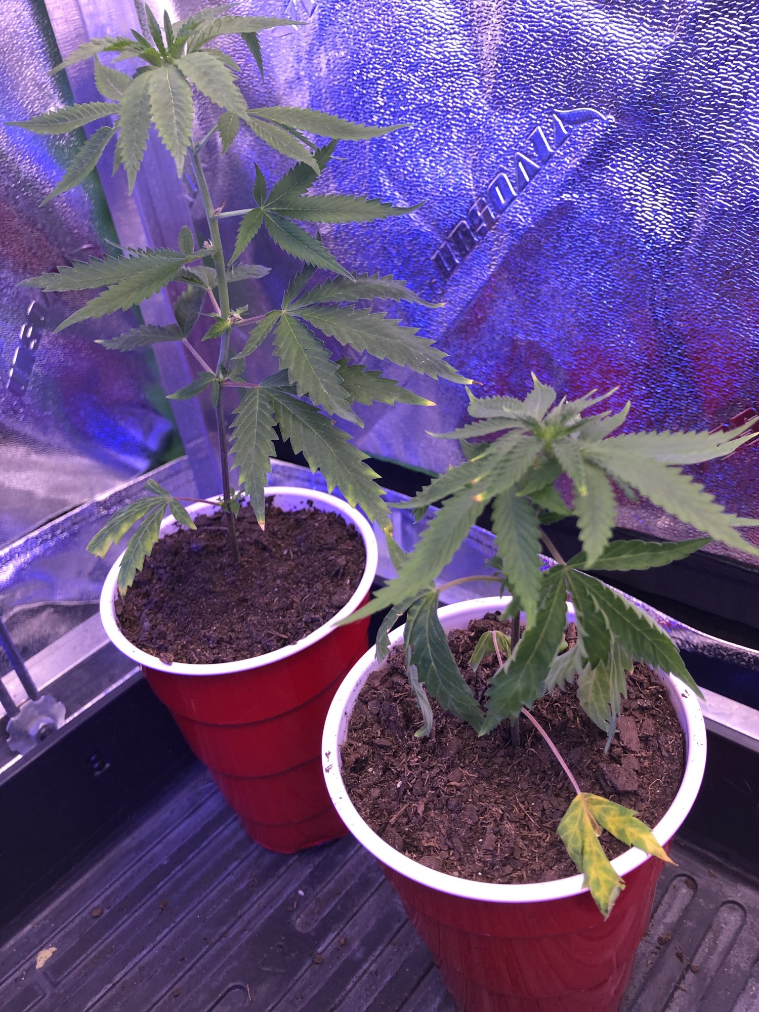 Cloning and nute burn 10
