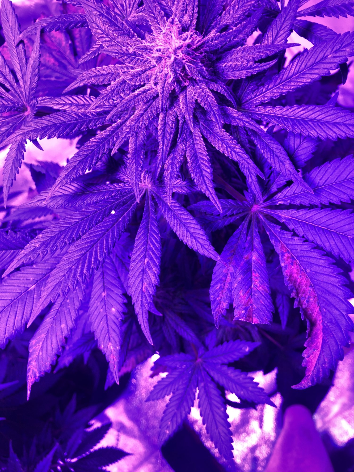 Cloning and nute burn 12