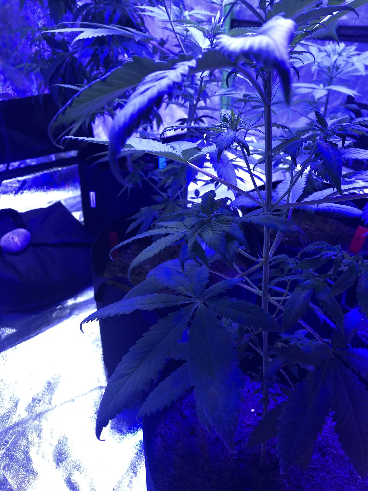 Cloning and nute burn 5