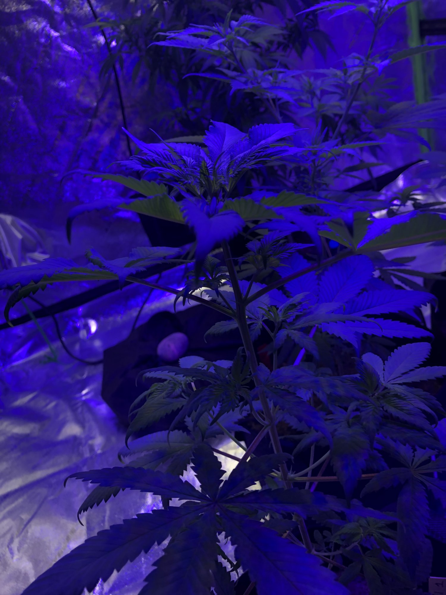 Cloning and nute burn 7