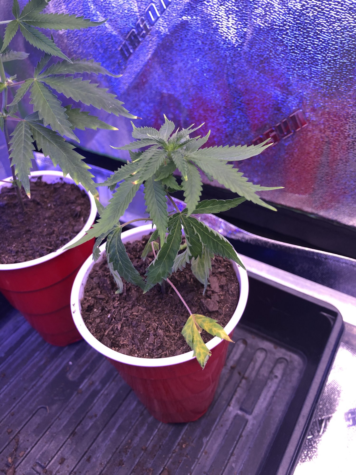 Cloning and nute burn 9