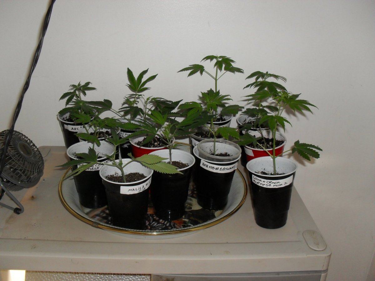 Cloning around