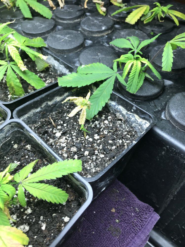 Cloning black betty 10