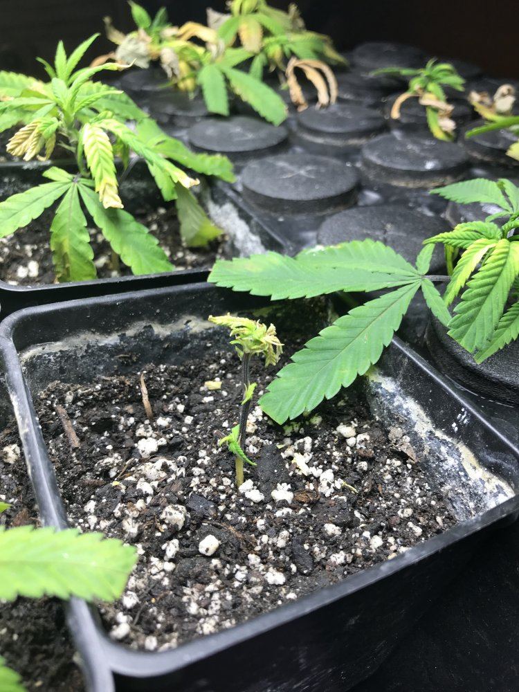 Cloning black betty 11