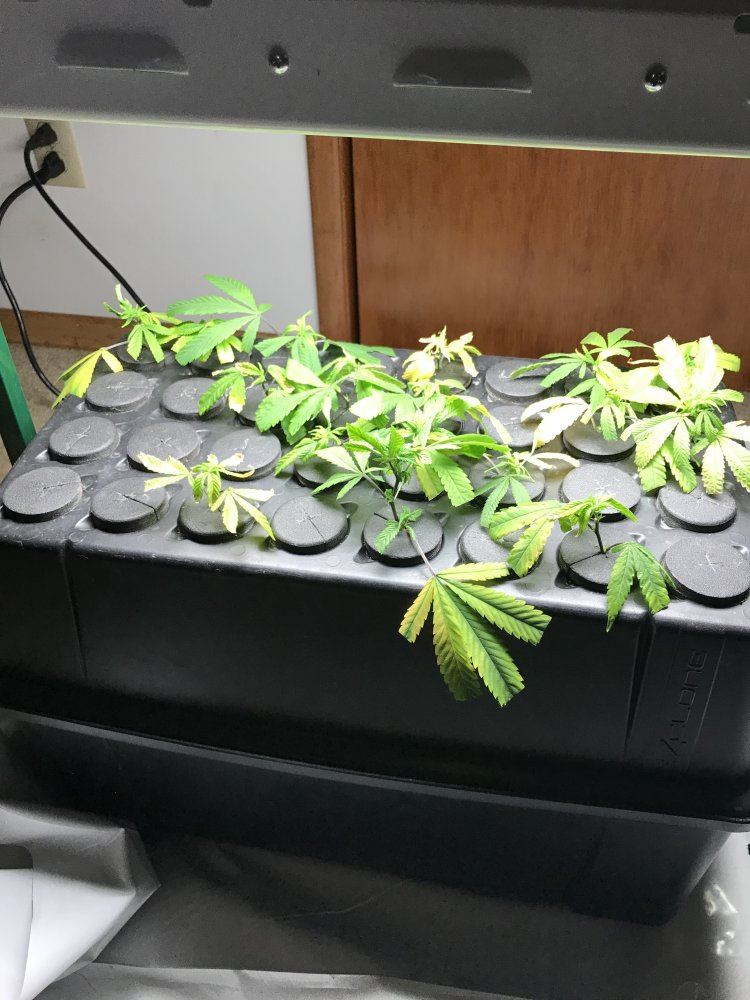 Cloning black betty 2