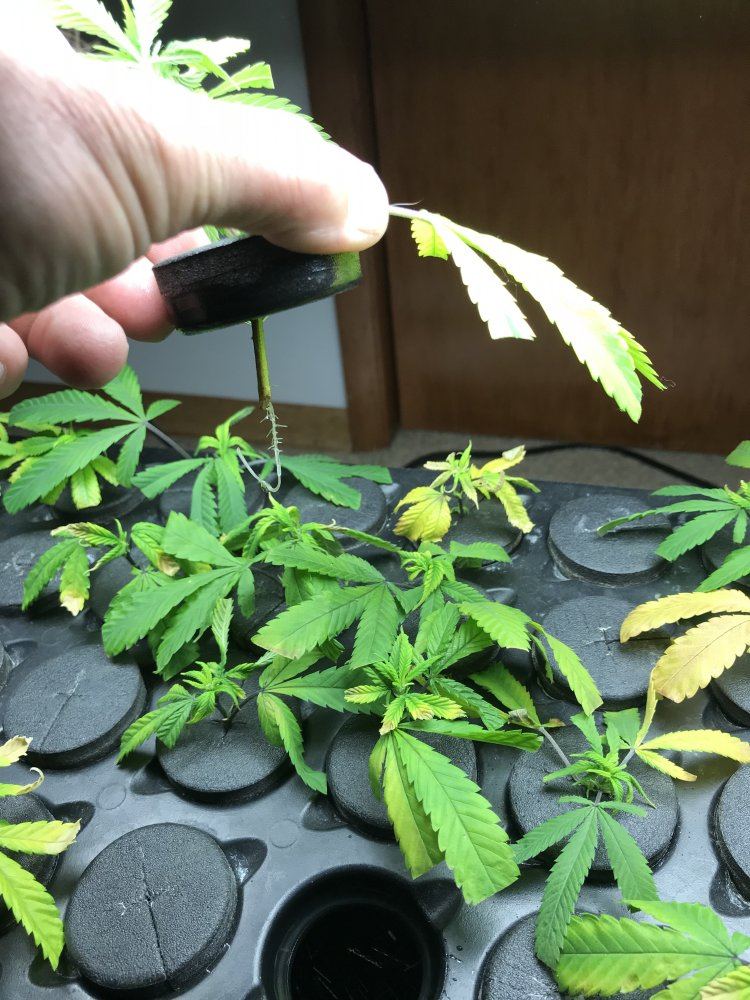 Cloning black betty 3