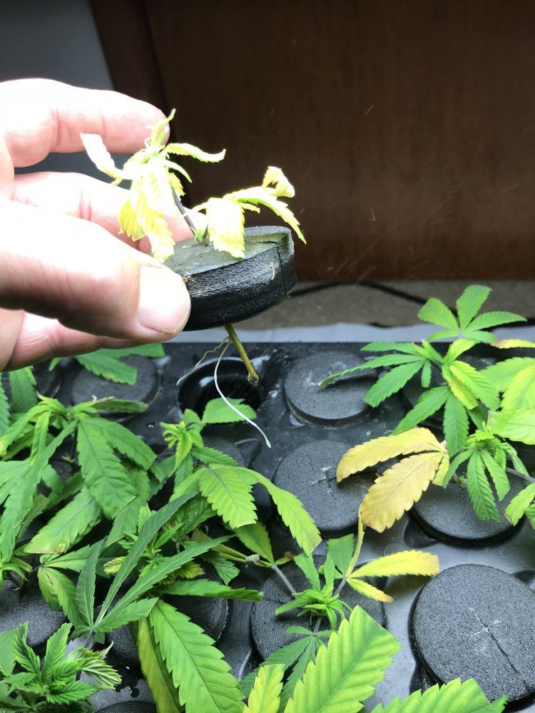 Cloning black betty 5