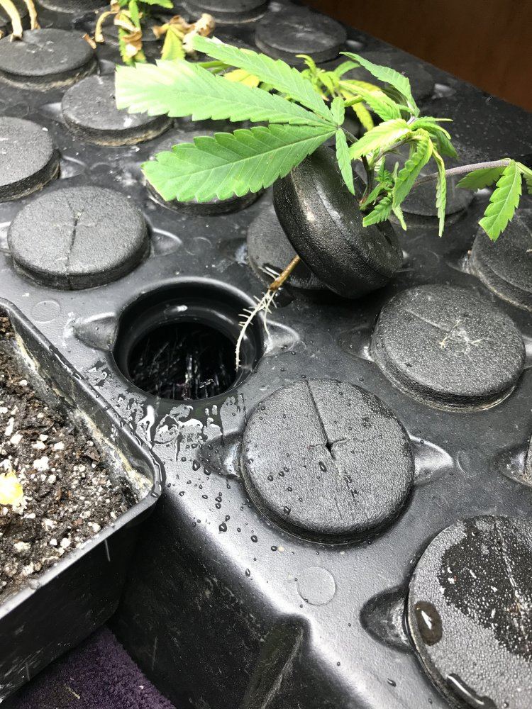 Cloning black betty 6