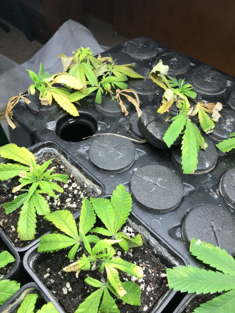 Cloning black betty 7