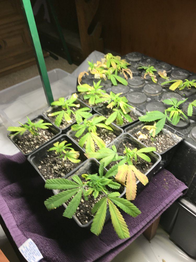 Cloning black betty 8