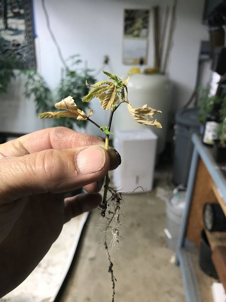 Cloning black betty 9
