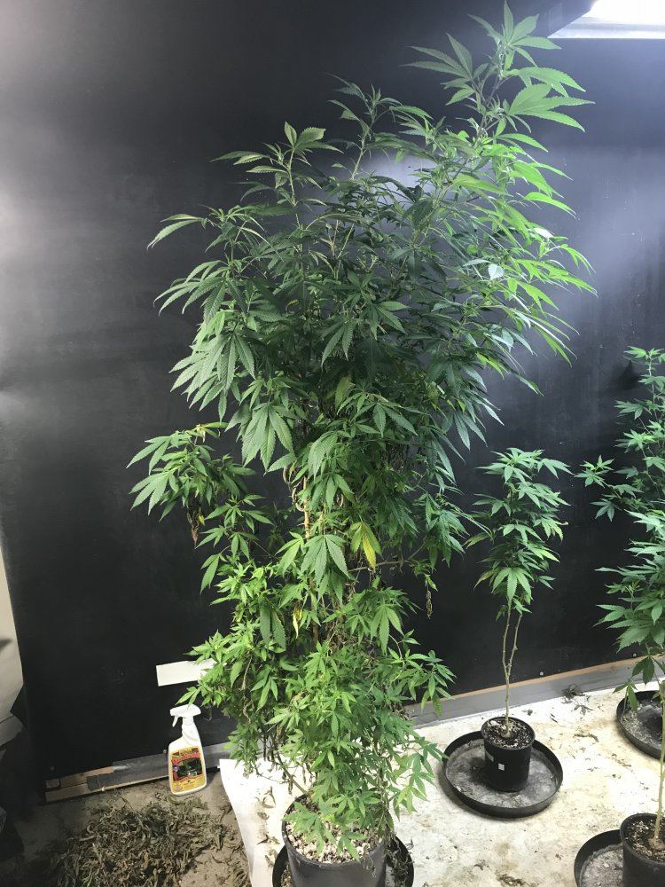 Cloning black betty