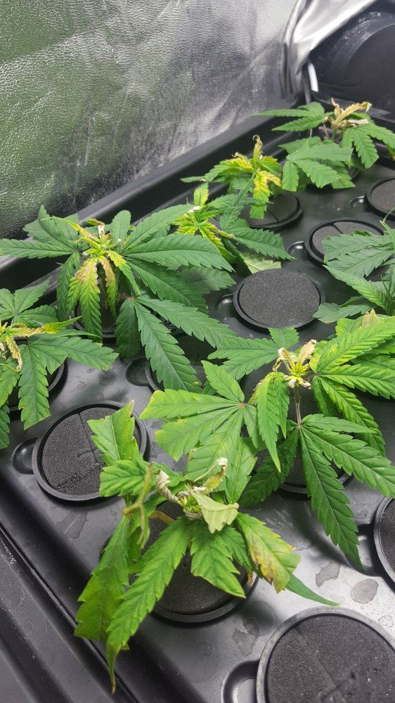 Cloning first time problem maybe