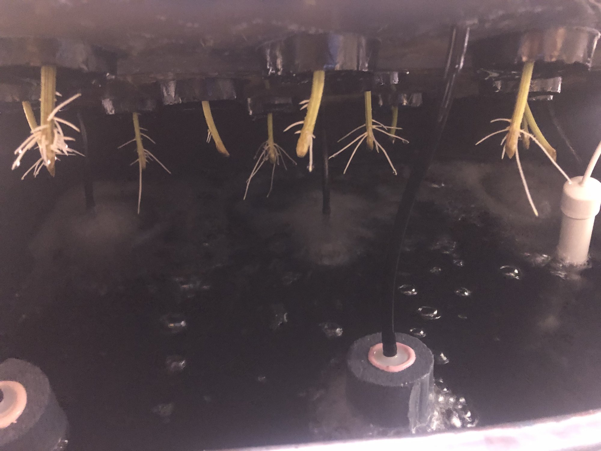 Cloning help roots started but droopydef 4