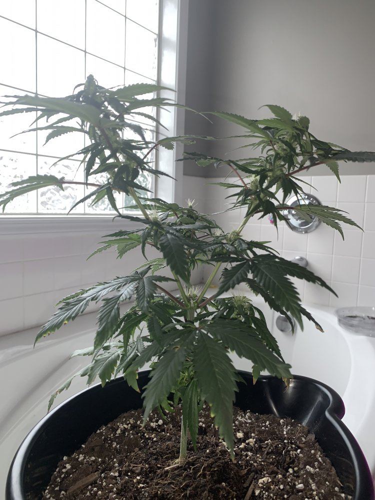 Cloning in flowering questions
