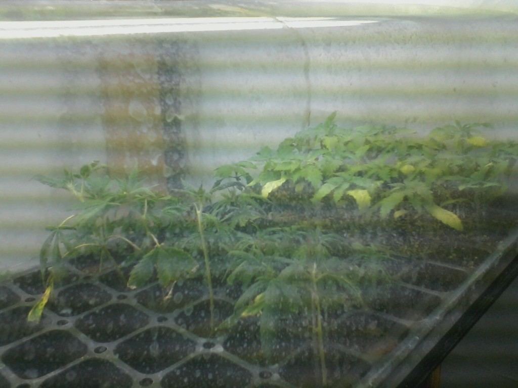 Cloningseeds
