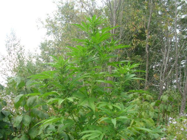 Close 009